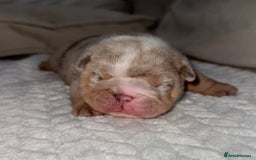 English Bulldog dogs for sale: Beautiful Lilac Tri English Bulldogs - Image 7