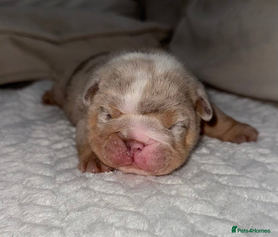 English Bulldog dogs for sale: Beautiful Lilac Tri English Bulldogs - Image 7