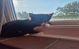 Mixed Breed cats for sale: X2 black and white 10 week old female kittens  - Image 9