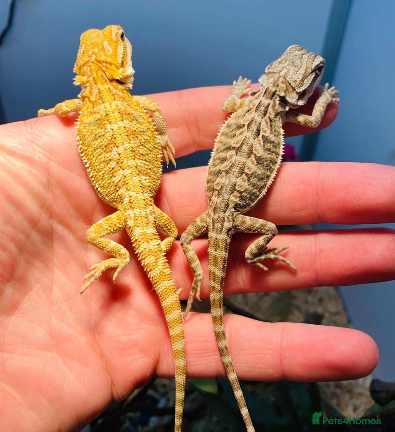 Bearded Dragon reptiles Baby bearded dragons hypos mixed  - Advert 2