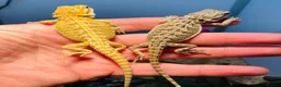 Bearded Dragon reptiles for sale: Baby bearded dragons hypos mixed  - Advert 1