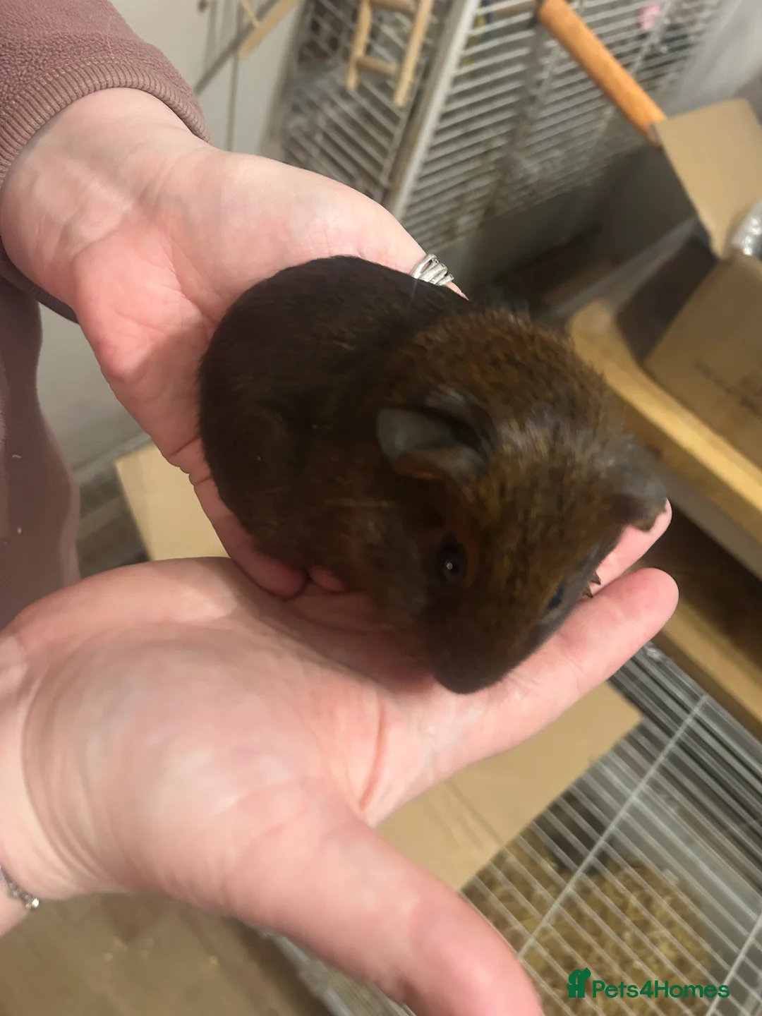 Mini Lion Lop rabbits for sale: Baby’s rabbits for sale  in Dewsbury - Advert 2