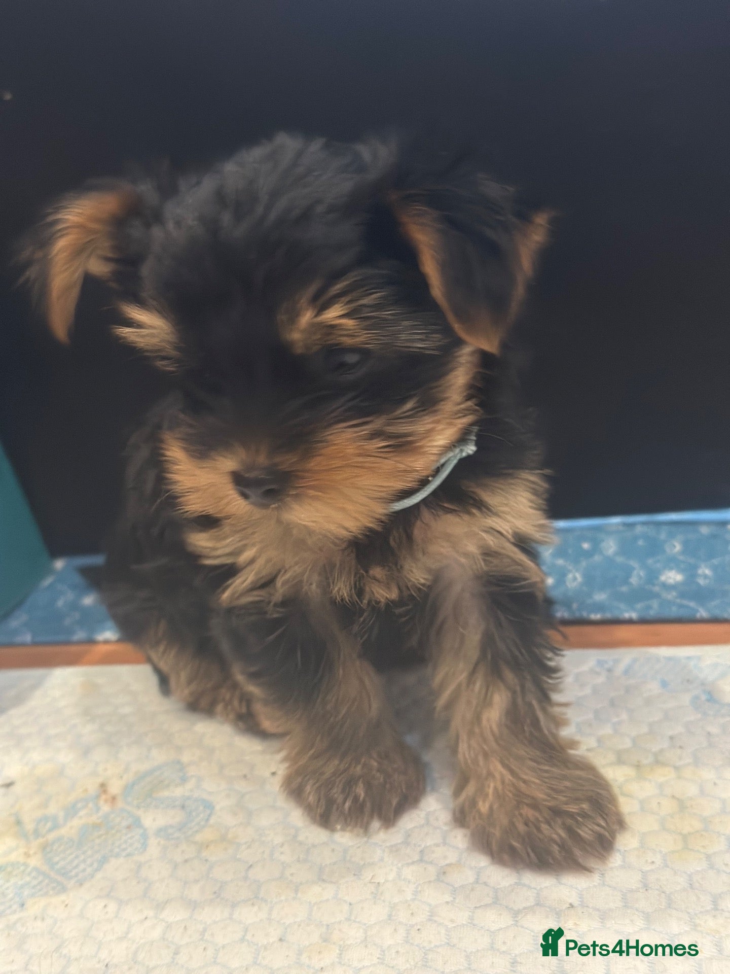 Yorkshire Terrier dogs 🐾✨  KC Registered Yorkshire Terrier Puppies ✨🐾   - Advert 2