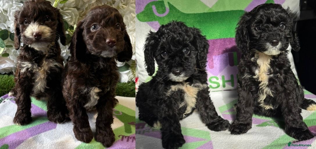 Cockapoo dogs F1 mini cockapoos 30  dna health tested  - Advert 18