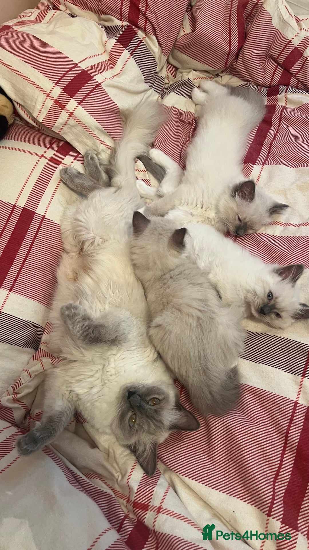 Ragdoll cats for sale: 3 Ragdoll kittens  - Advert 15
