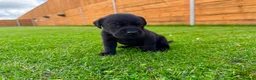 Labrador Retriever dogs for sale: KC Registered Labrador Babies 🐾🐾🐾 - Advert 12