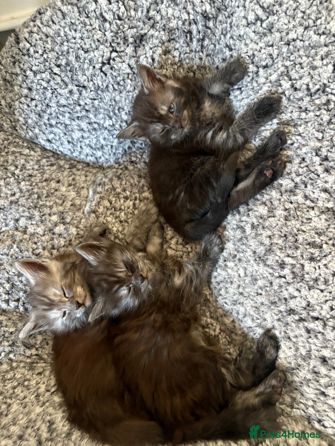 Maine Coon cats for sale: 🐾 Russian Maine Coon Kittens – TICA Registered 🐾 - Image 17