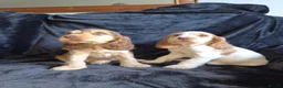 Cocker Spaniel dogs for sale: Kc reg show cocker spaniel - Advert 11
