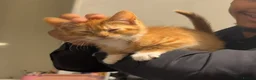 Domestic Shorthair cats for sale: KITTEN FOR ADOPTION - Advert 2