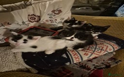 Mixed Breed cats for sale: Friendly playful kittens for sale.  - Image 7