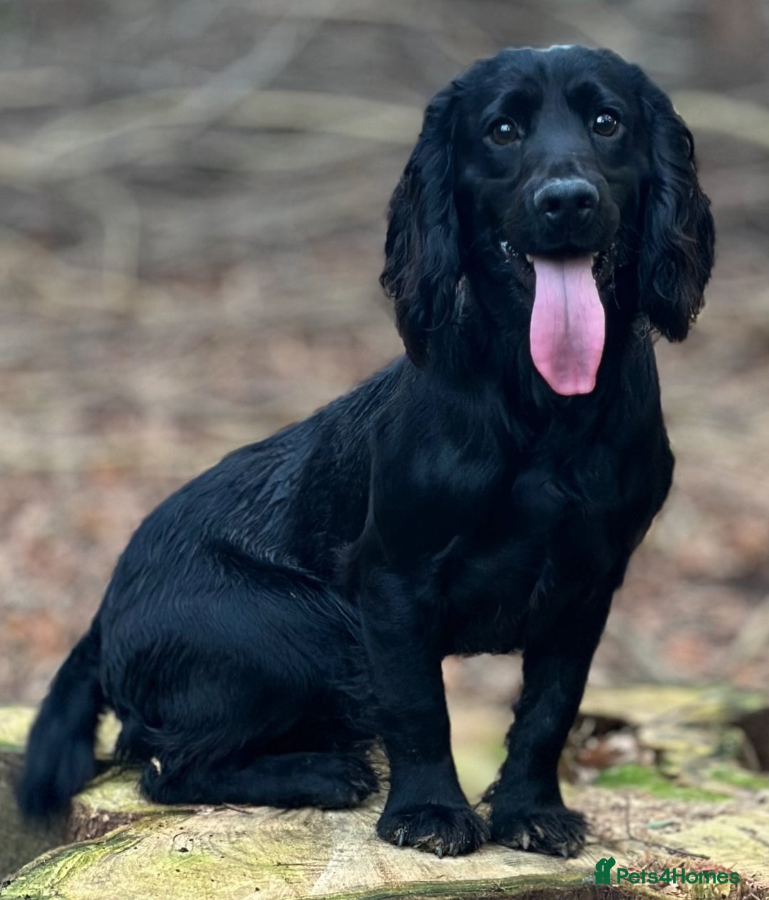 Cocker Spaniel dogs for stud: FTCh Penwills Charlie of Winhocklin  in Southampton - Advert 5