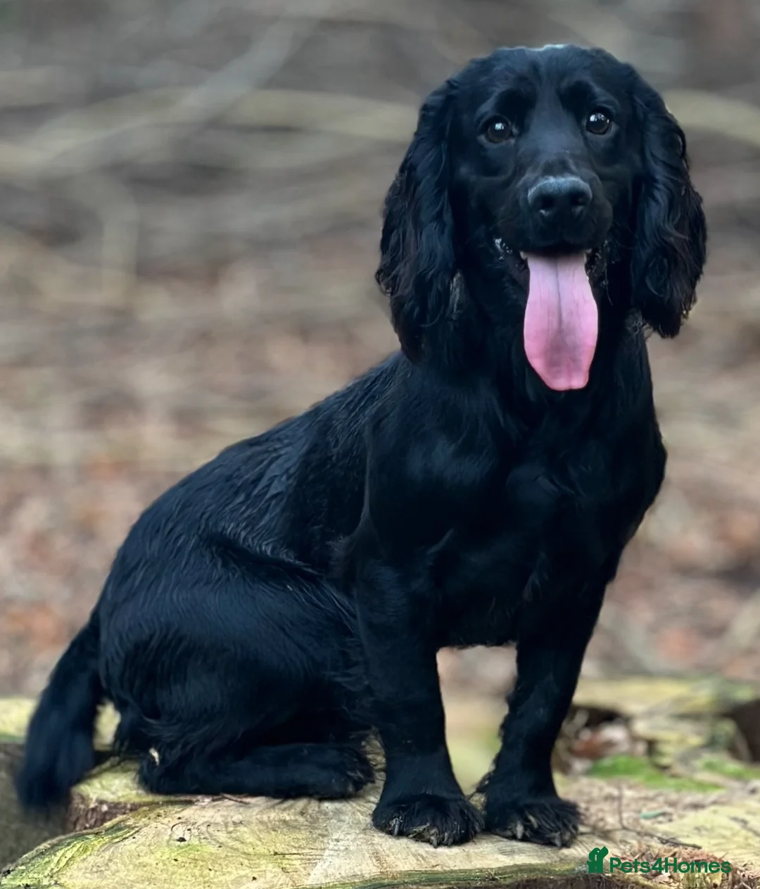 Cocker Spaniel dogs for stud: FTCh Penwills Charlie of Winhocklin  in Southampton - Advert 6