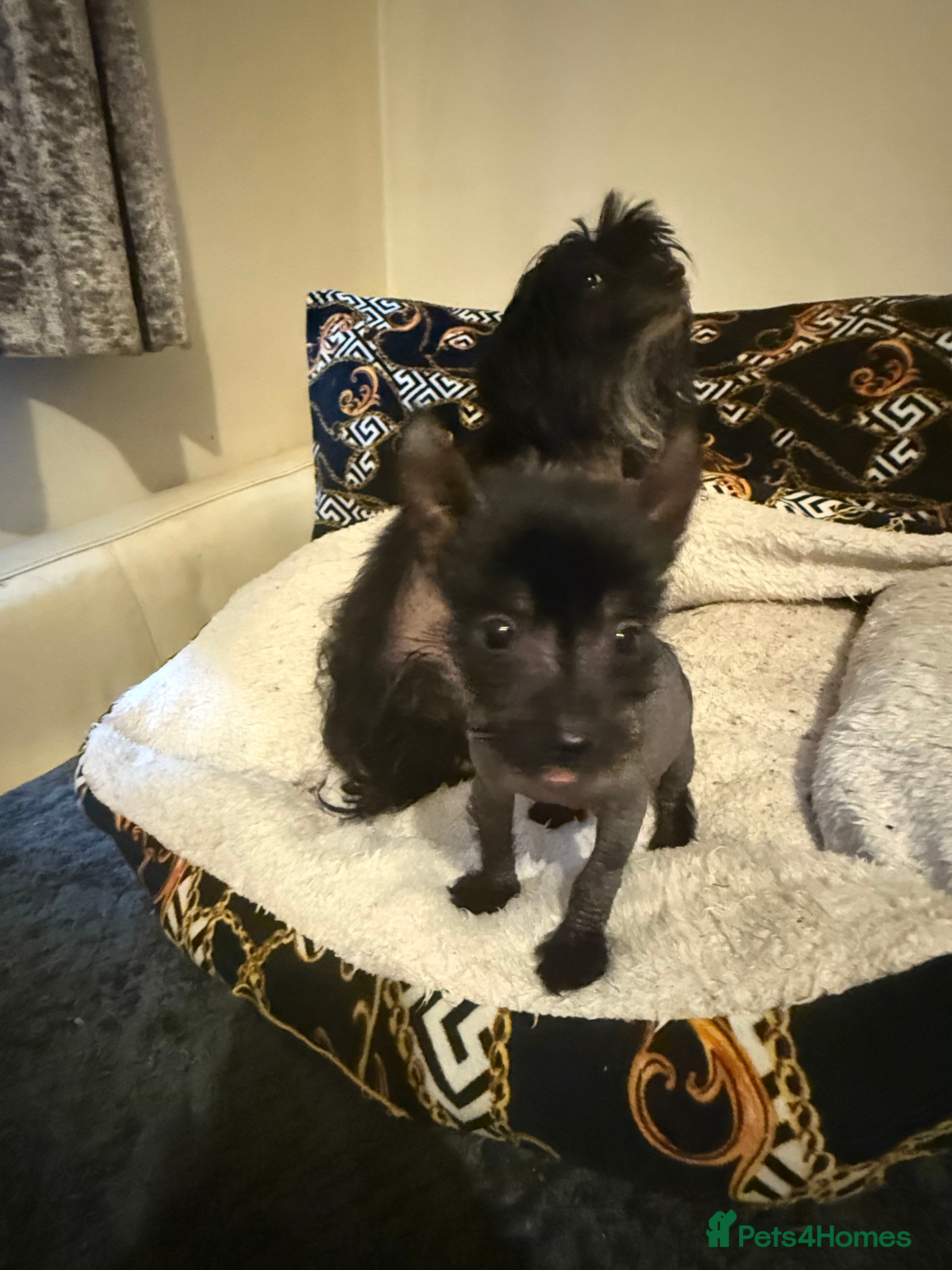 Chinese Crested dogs Beautiful little Chinese crested hairless puppy - Advert 1