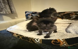 Chinese Crested dogs for sale: Beautiful little Chinese crested hairless puppy - Image 1