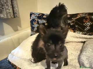 Chinese Crested dogs - Advert 1