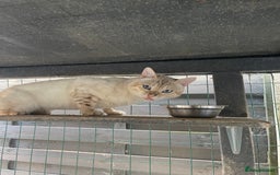 Bengal cats for sale: Male bengals for sale  - Image 2