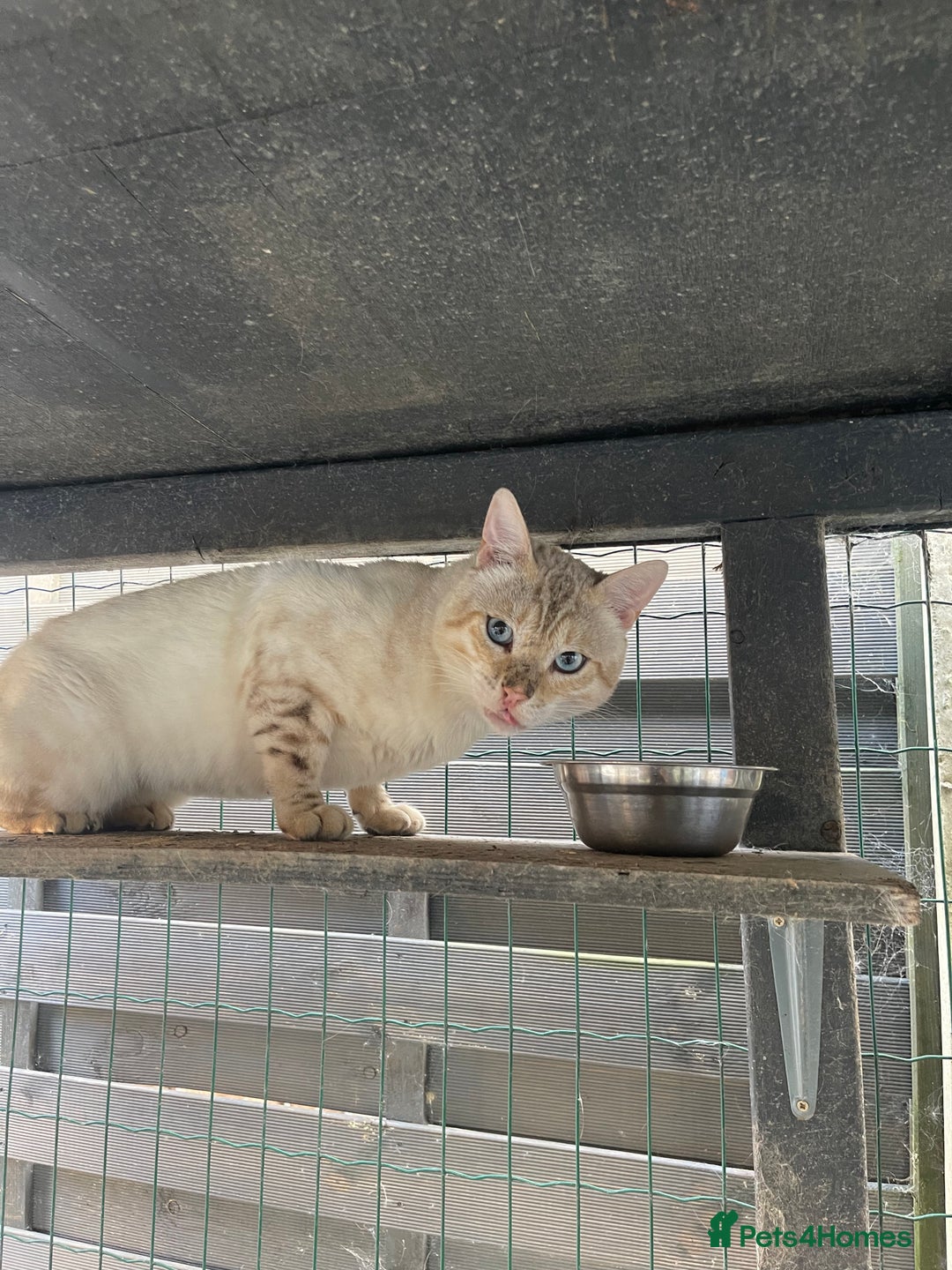 Bengal cats for sale: Male bengals for sale  - Image 2