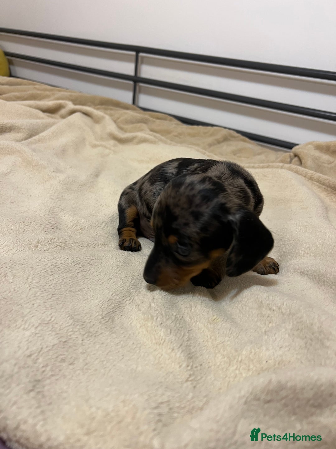 Miniature Dachshund dogs for sale: Miniature Dachshund KC ready now  - Image 9