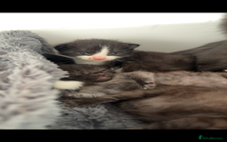 Mixed Breed cats for sale: Mixed breed kittens  - Image 4