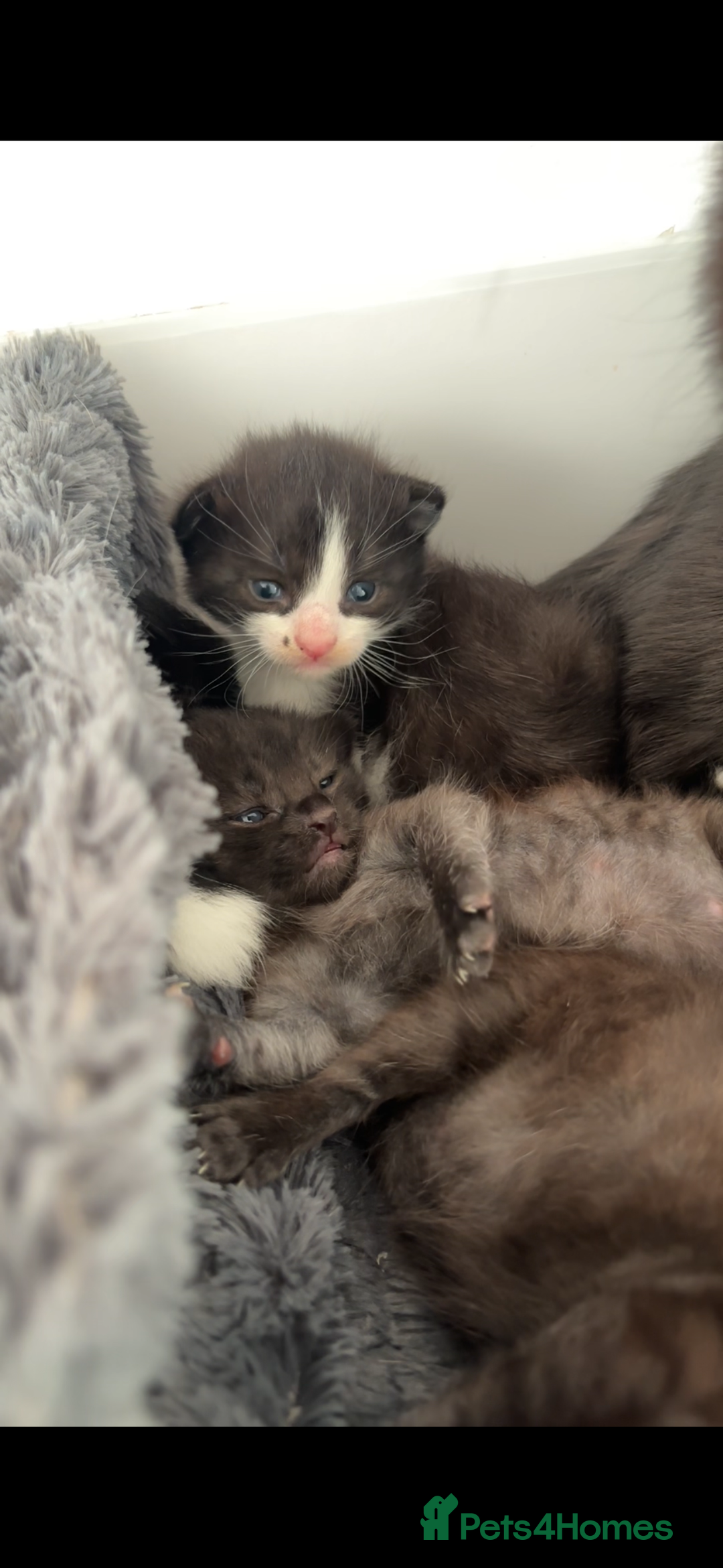 Mixed Breed cats for sale: Mixed breed kittens  - Image 4