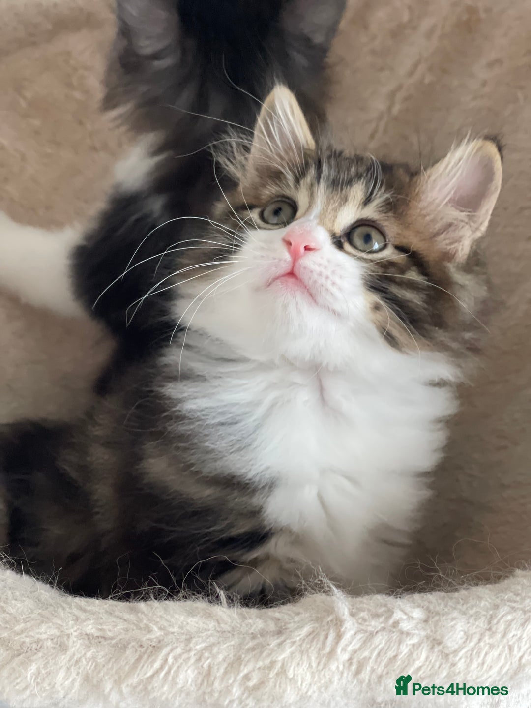 Kurilian Bobtail cats for sale: Reserved Kurilian Bobtail  kitten in spring  - Advert 10