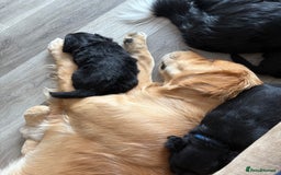 Mixed Breed dogs for sale: 5 Stunning Border Retrievers  - Image 17