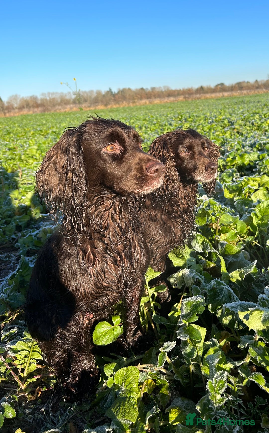 Cocker Spaniel dogs for sale: K.C. Well bred chocolate working cocker spaniels - Image 20