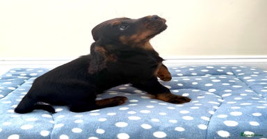 Cocker Spaniel dogs - Advert 1