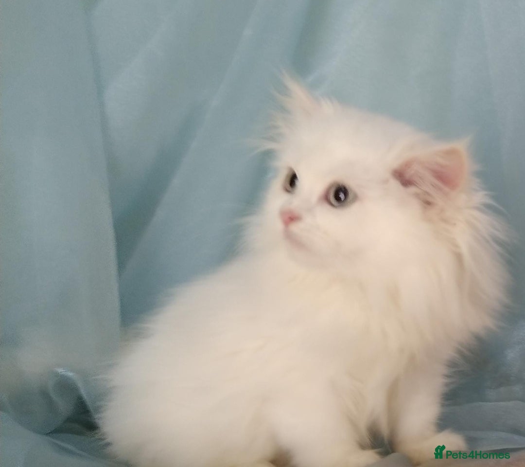 Siberian cats for sale: Pure Siberian Male Kitten For Sale Potential Death - Image 2