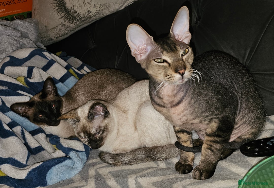 Sphynx cats for sale: Sphynx x Siamese kittens - Advert 5