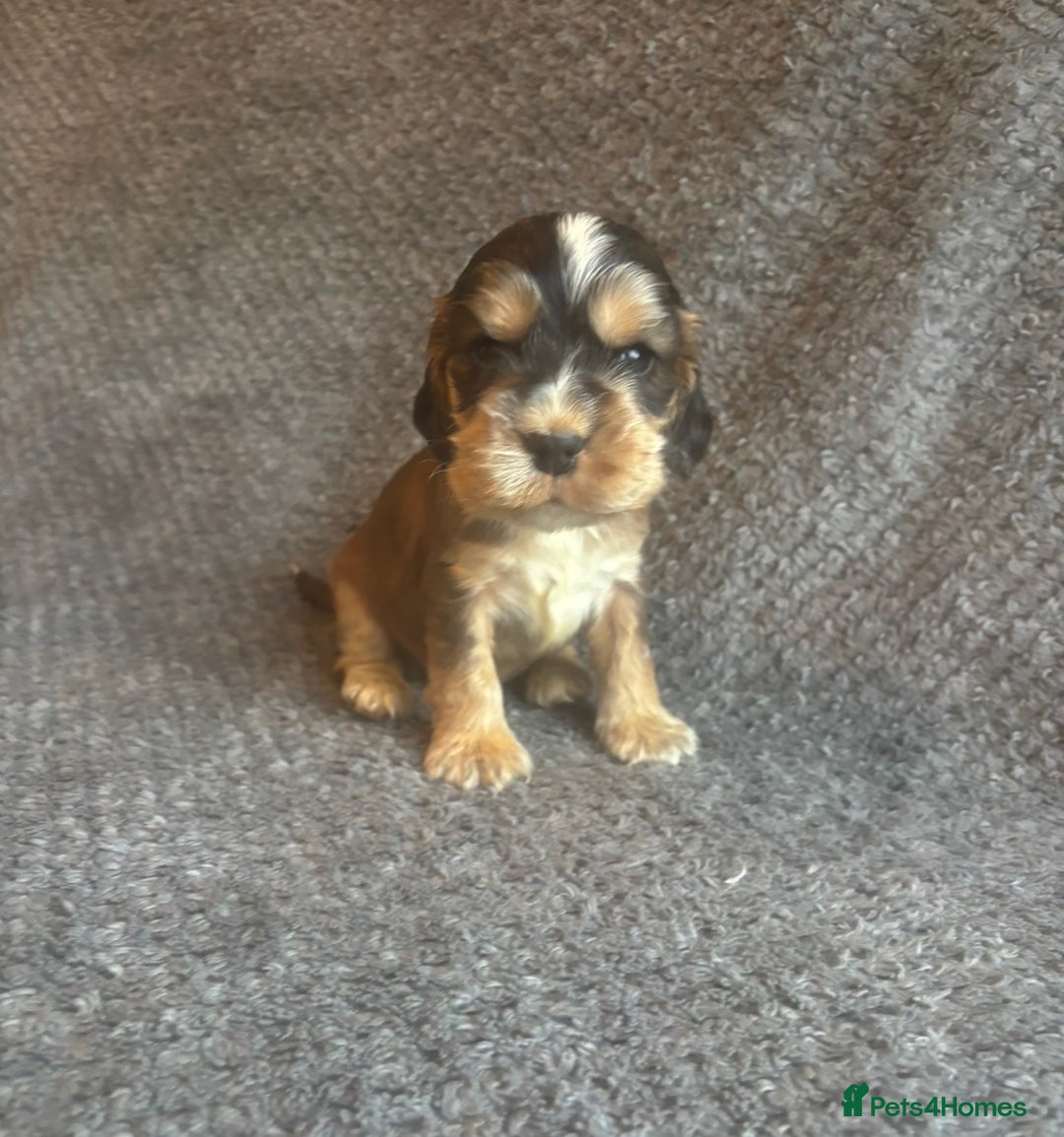 Cocker Spaniel dogs for sale: Health Tested KC Cocker Spaniel Puppies  - Advert 7