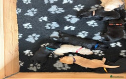 Labrador Retriever dogs for sale: Stunning litter of Labrador puppies for sale!  - Image 3