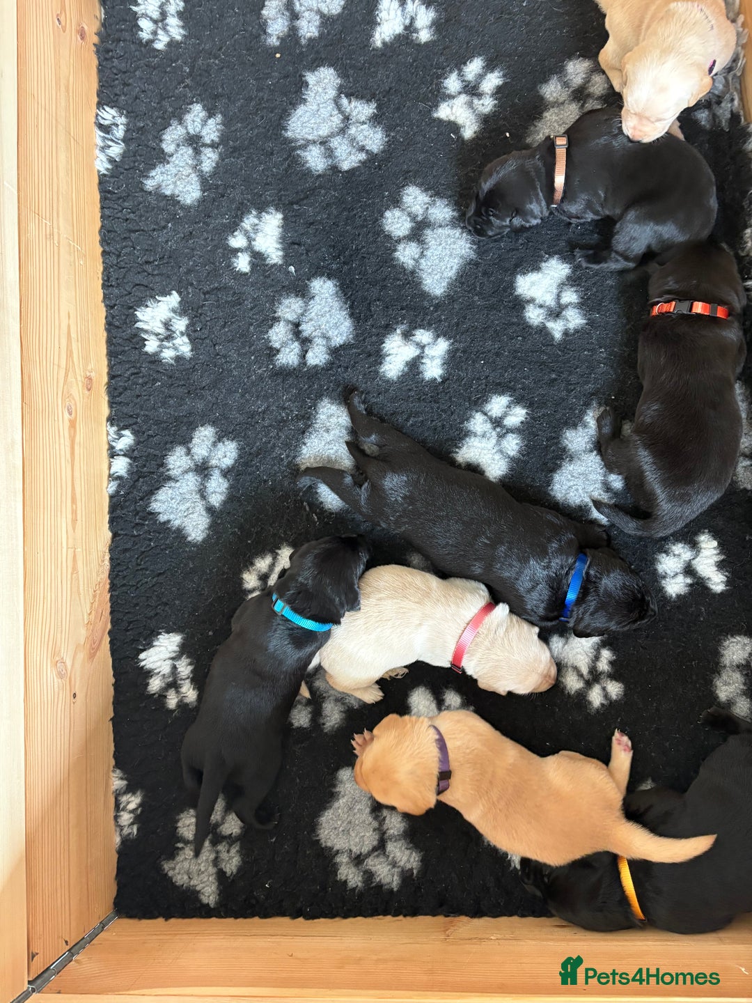 Labrador Retriever dogs for sale: Stunning litter of Labrador puppies for sale!  - Image 3