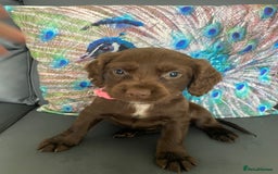 Cocker Spaniel dogs for sale: Beautiful cocker spaniel puppies - Image 3