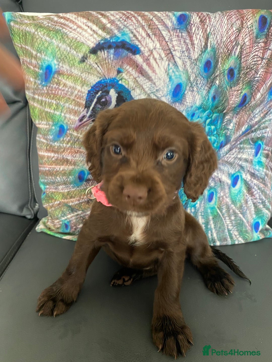 Cocker Spaniel dogs for sale: Beautiful cocker spaniel puppies - Image 3