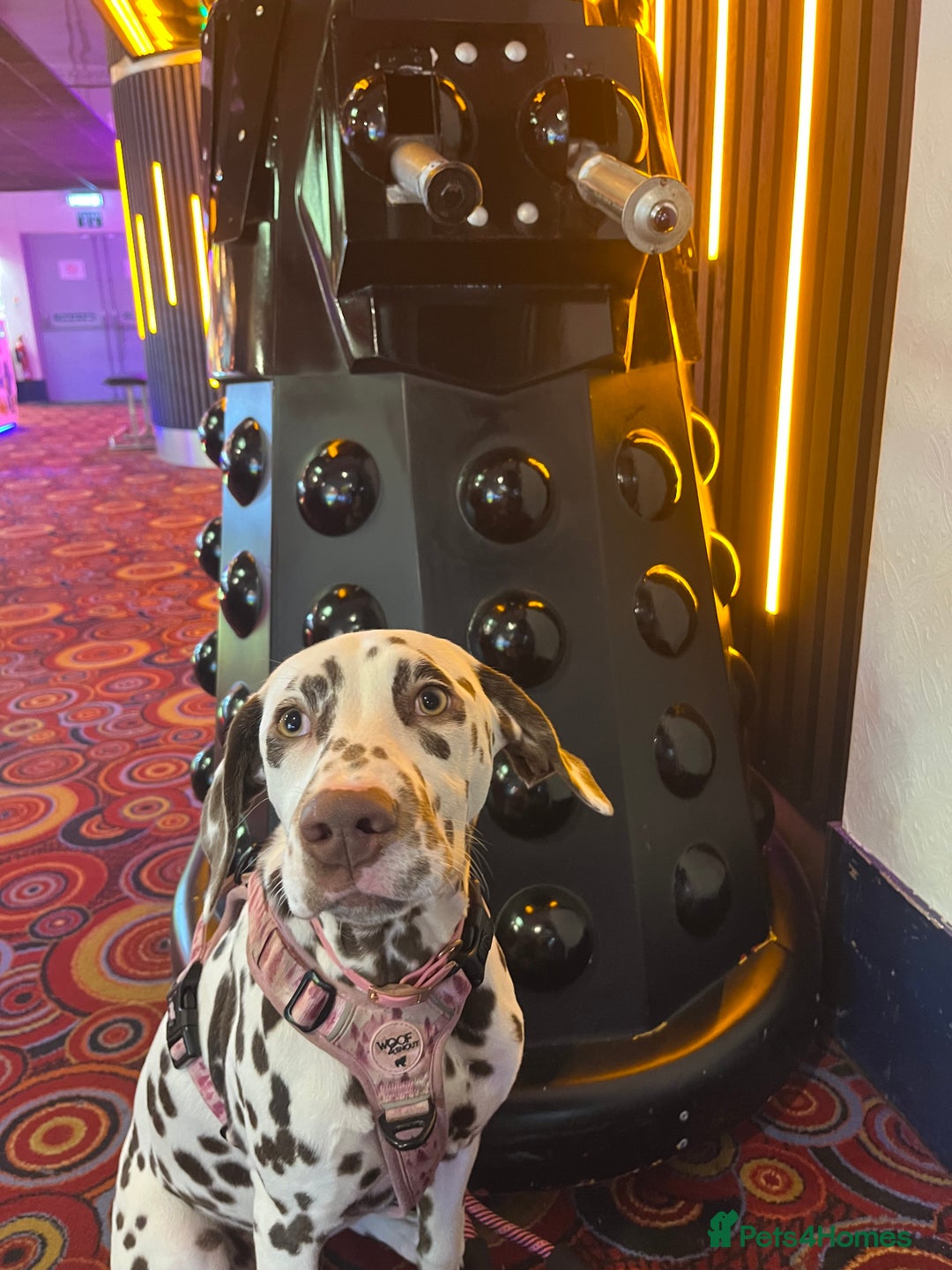 Dalmatian dogs for sale: River  - Advert 7