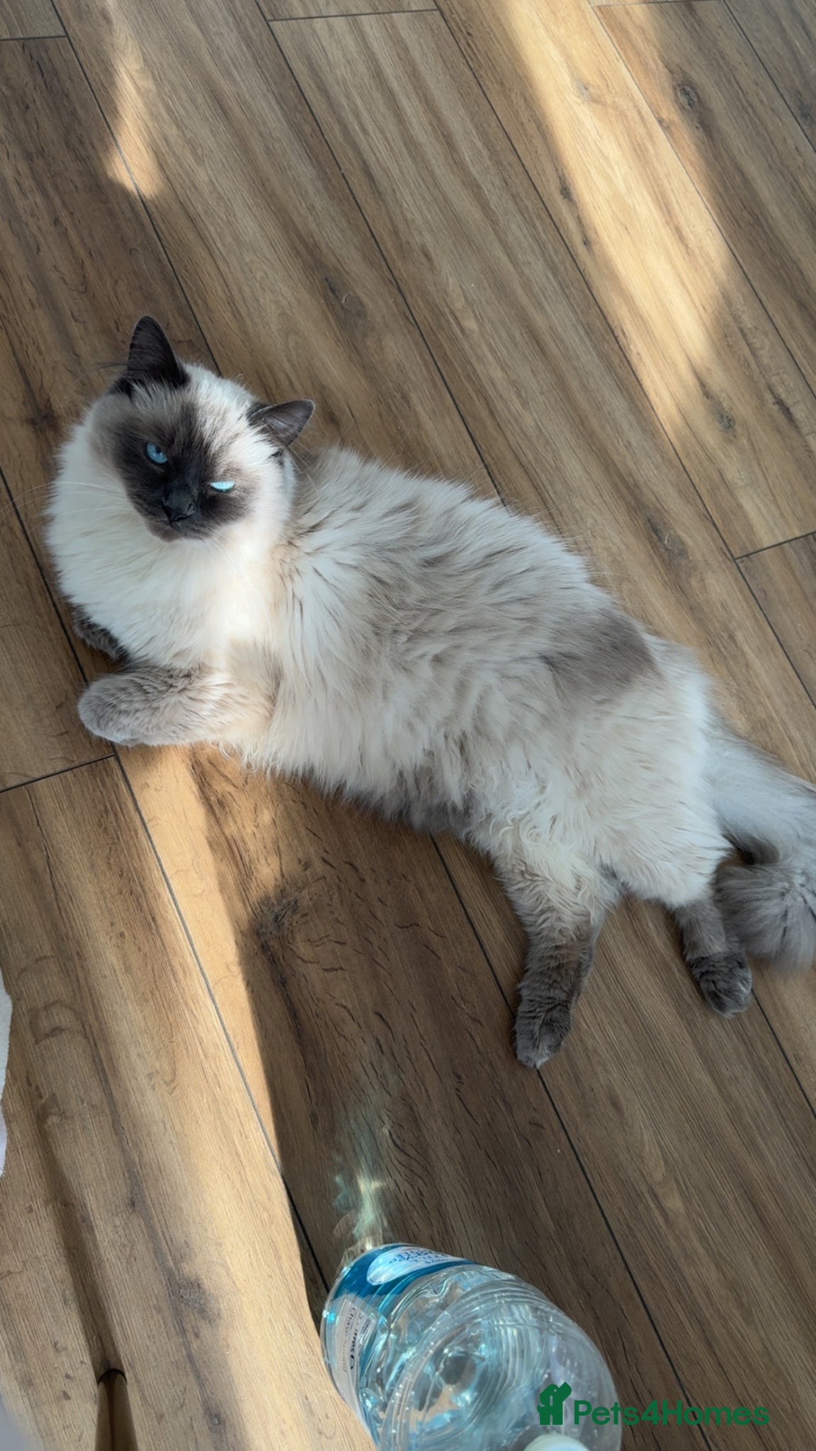 Ragdoll cats Ragdoll cat for sale  - Advert 1