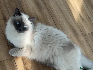 Ragdoll cats Ragdoll cat for sale - Advert 2