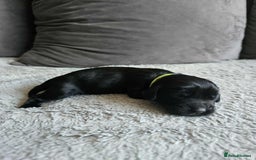 Sprocker dogs for sale: Sprocker Spaniel Puppies  - Image 7