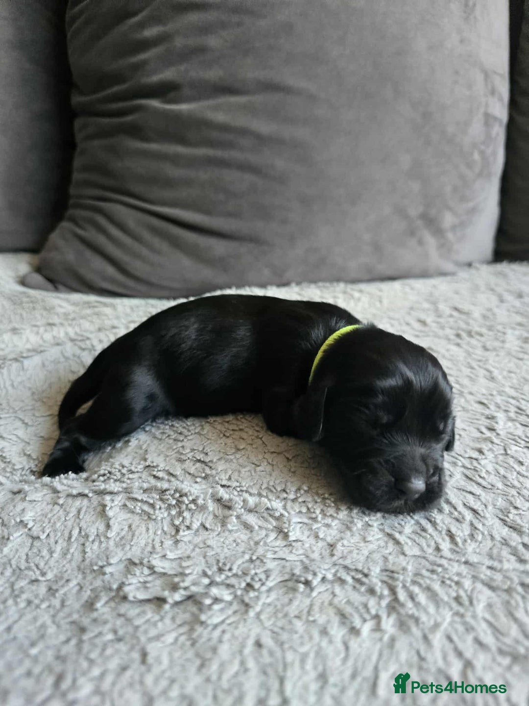 Sprocker dogs for sale: Sprocker Spaniel Puppies  - Image 7