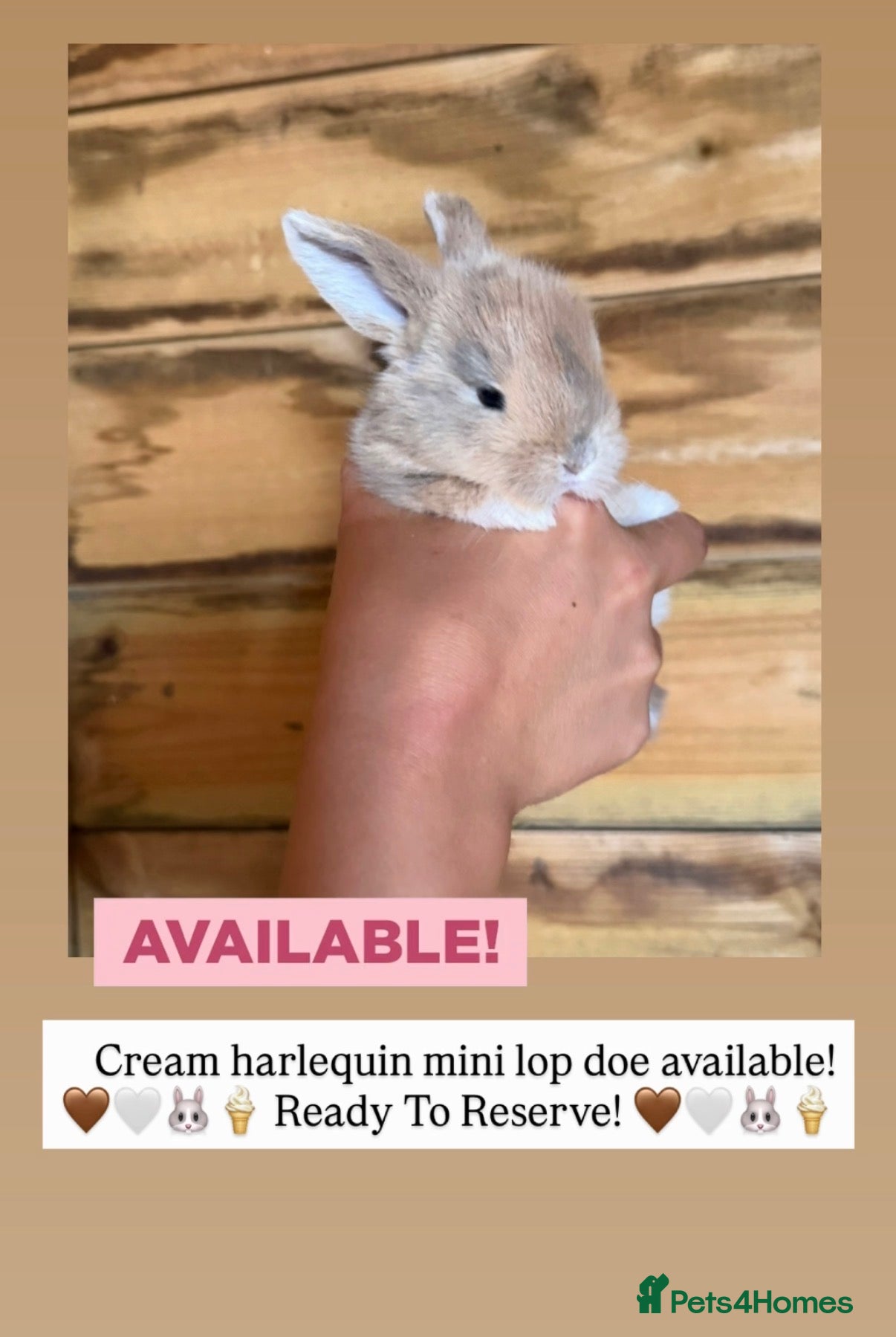 Mini Lop rabbits ✨ Mini Lop Bunnies | Harlequin & Rare Varieties   - Advert 21