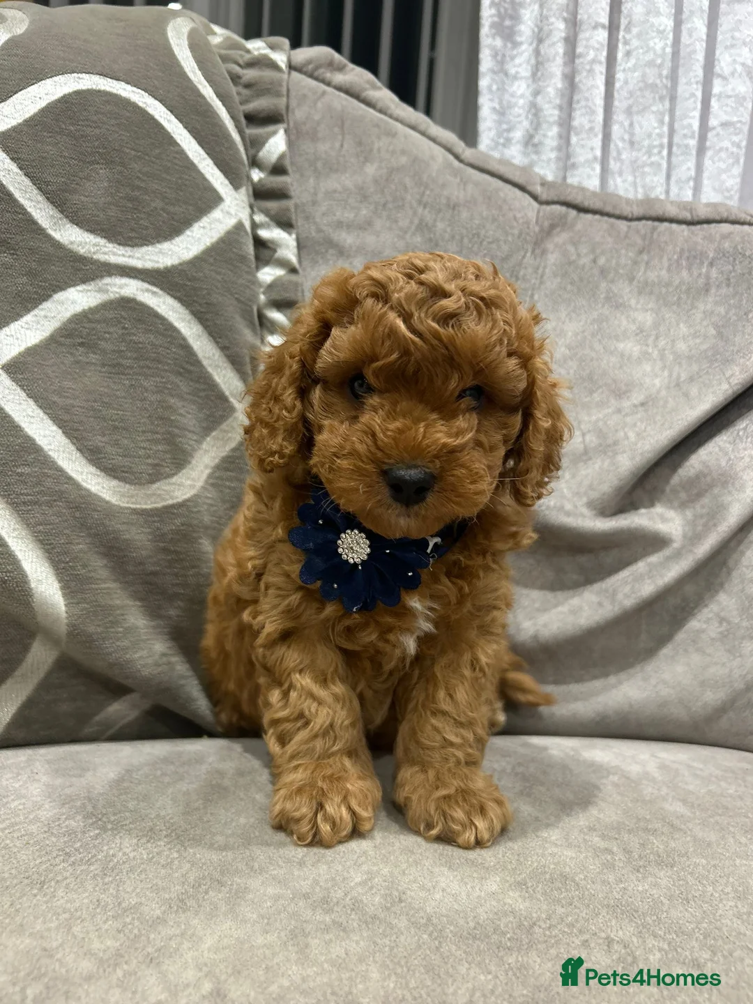 Cavapoo dogs for sale: F1b cavapoo puppies - Advert 11