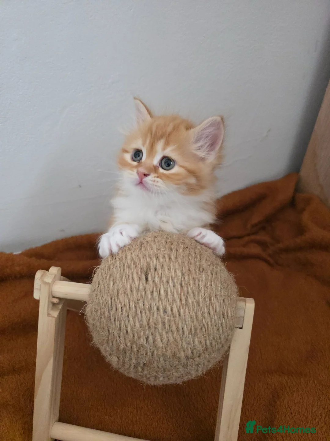Persian cats for sale: Persian/Marine Coon  in Dunstable - Advert 1