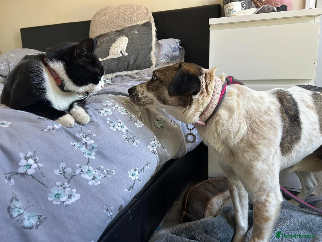 Mixed Breed dogs for adoption: Sherbet - Norwich Norfolk  in Norwich - Advert 15