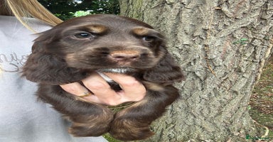 Cocker Spaniel dogs - Advert 5
