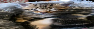 Norwegian Forest Cat 2