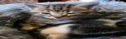 Norwegian Forest Cat cats for sale: Beautiful Norwegian forest kittens 2x boy, 2x girl - Advert 13