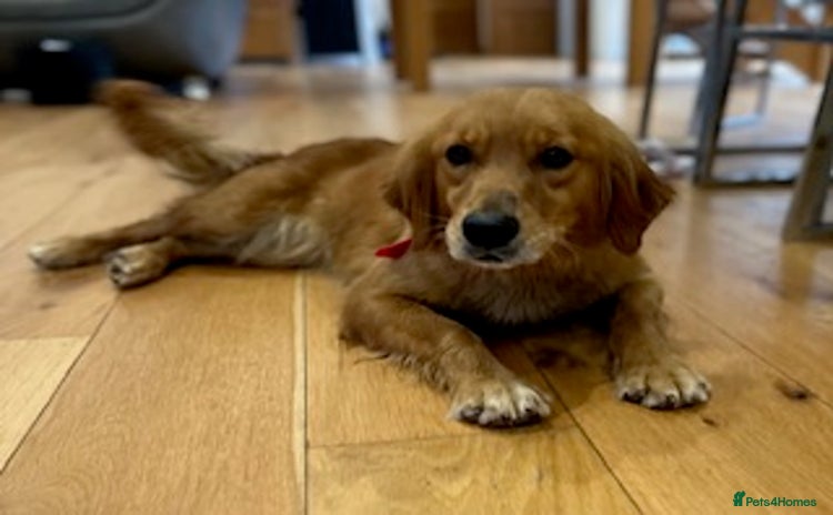 Golden Retriever dogs - Advert 2