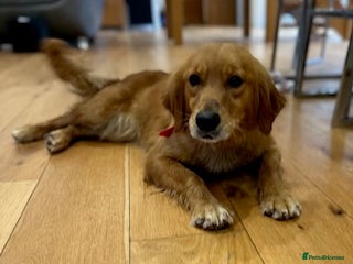 Golden Retriever dogs - Advert 3