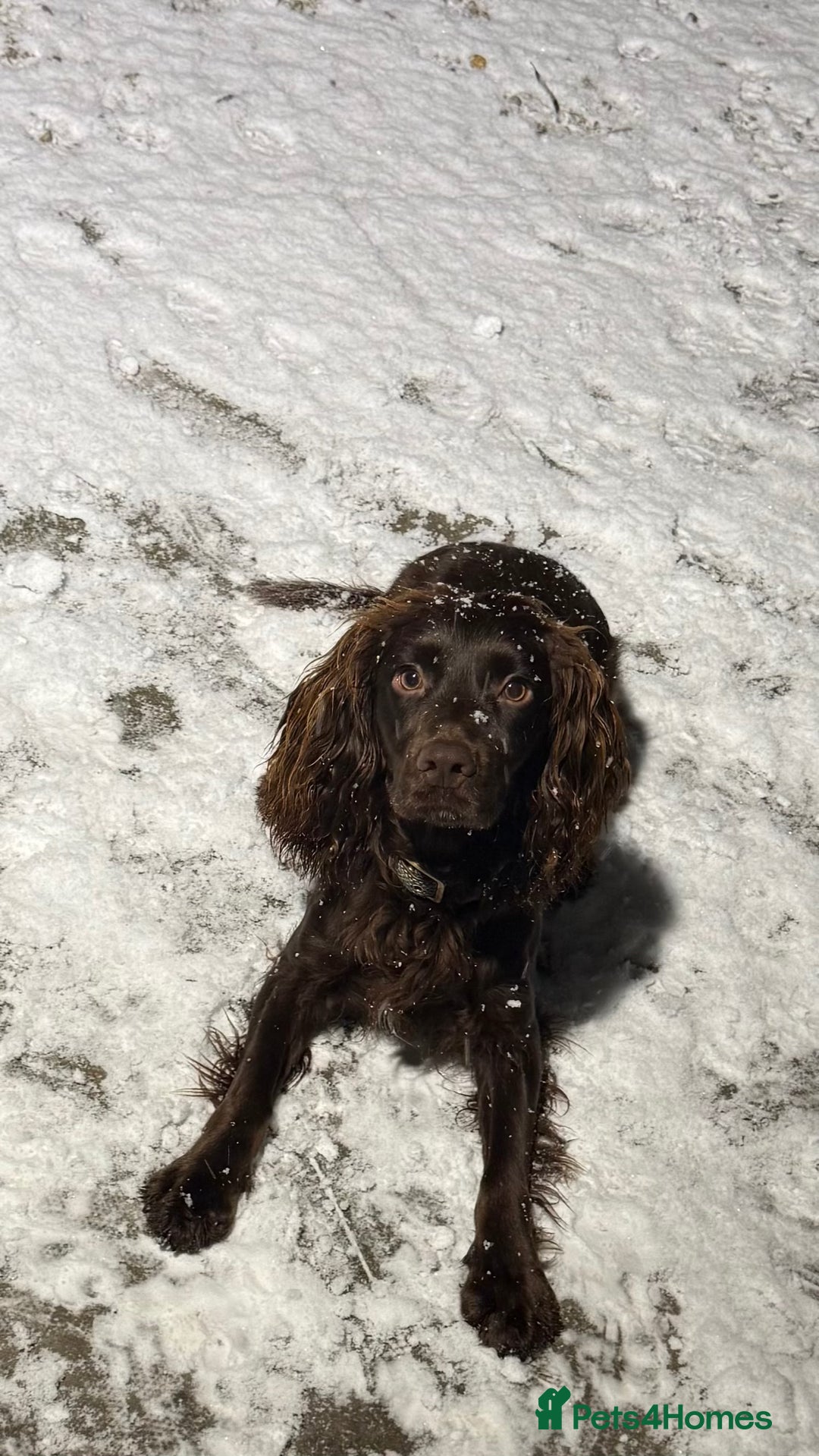 Cocker Spaniel dogs for stud: STUD Working cocker spaniel STUD  - Advert 2